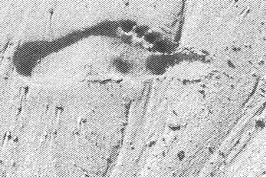 Halftone overlay of a human footprint trail on sand surface on transparent background. Single track, organic impression, multiply blend mode ready.