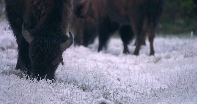 In the early hours of the morning, a herd of bison can be seen grazing on grass beneath a layer of snowfall from the night before.