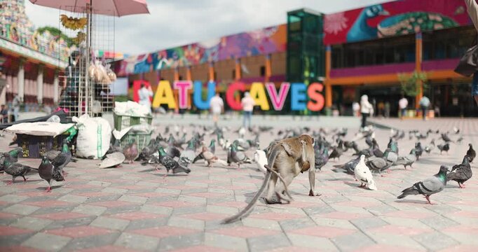 Monkeys and pigeons gather at Batu Caves during daytime in Malaysia as people walk around and enjoy the vibrant surroundings