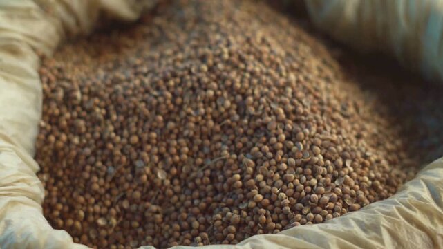 A large bag of brown lentils or mung beans in a beige cloth sack