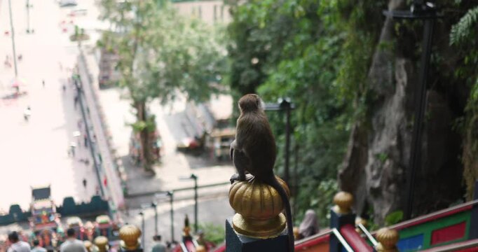 Macaque monkey observes visitors at Batu Caves steps in Malaysia during a sunny afternoon filled with activity and exploration