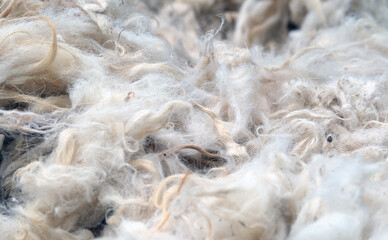 Clipped sheep hair. Close up of feather. Sheep wool. © Hseyin