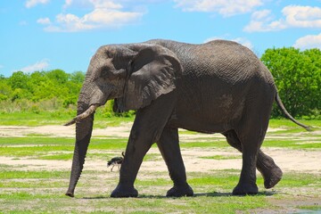 Fototapeta premium Close-Up of Elephants on a great day in Chobe National Park in Botswana