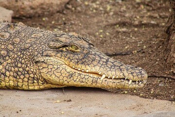 Fototapeta premium Close-Up of the head of a dangerous Crocodile on a farm in Otiwarong in Namibia