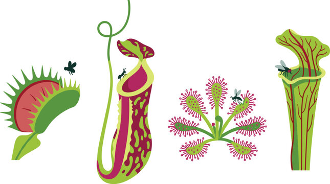Flat vector carnivorous plant icon collection featuring venus flytrap nepenthes tropical pitcher plant sundew sarracenia catching flies isolated on white background for botany design