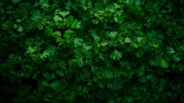 Close-up Dense Green Moss Texture Covering Forest Ground in Low Light