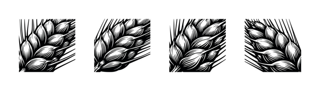 Detailed black and white illustration of a wheat stalk with multiple grains