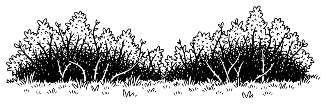 Bushes and thicket shrubs in nature garden landscape in gritty hand drawn sketch style