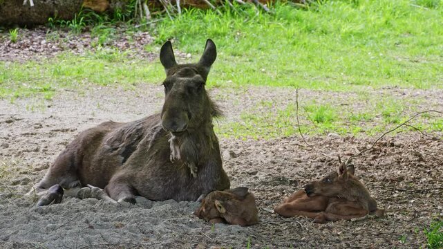 Family of moose or elk, Alces alces is the largest extant species in the deer family. Moose are distinguished by the broad, flat, or palmate antlers of the males.