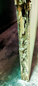 Termite Damaged Wooden Door Frame Close-Up