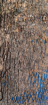 Rough Tree Bark Texture Background
