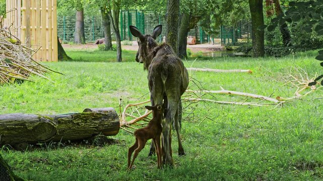 Family of moose or elk, Alces alces is the largest extant species in the deer family. Moose are distinguished by the broad, flat, or palmate antlers of the males.