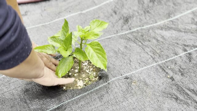 Hand planting a seedling in garden bed