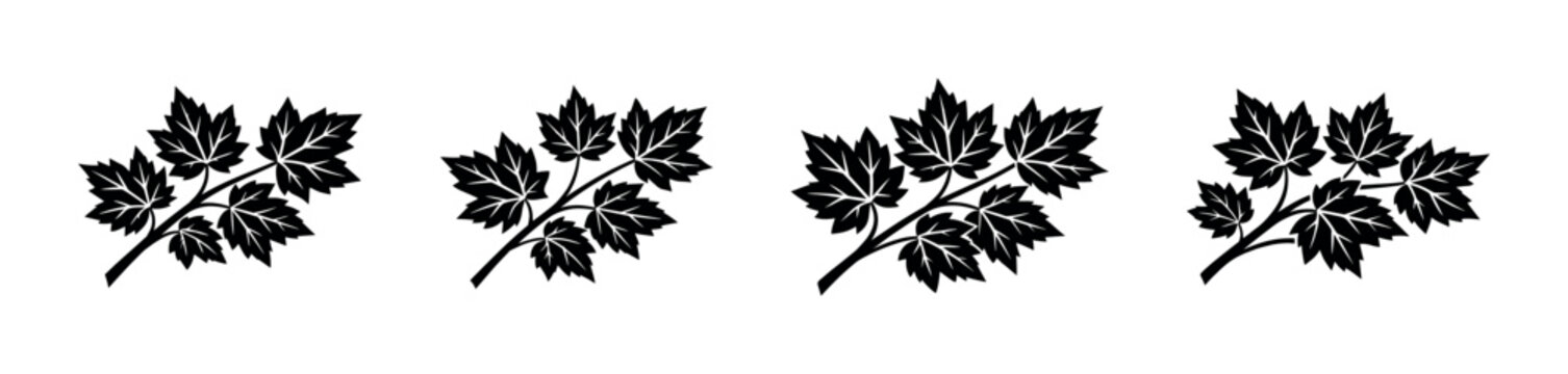 Set of four black maple leaf branches on a white background