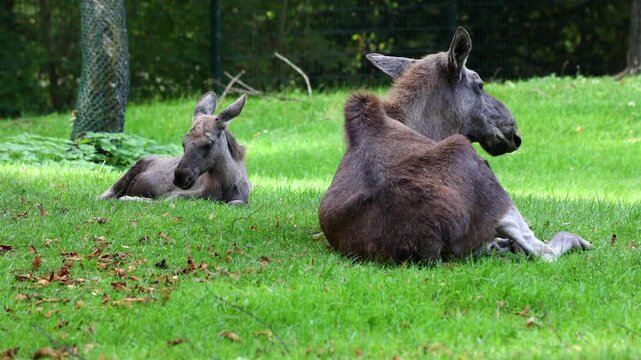Family of moose or elk, Alces alces is the largest extant species in the deer family. Moose are distinguished by the broad, flat, or palmate antlers of the males.