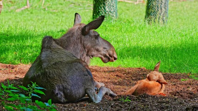 Family of moose or elk, Alces alces is the largest extant species in the deer family. Moose are distinguished by the broad, flat, or palmate antlers of the males.