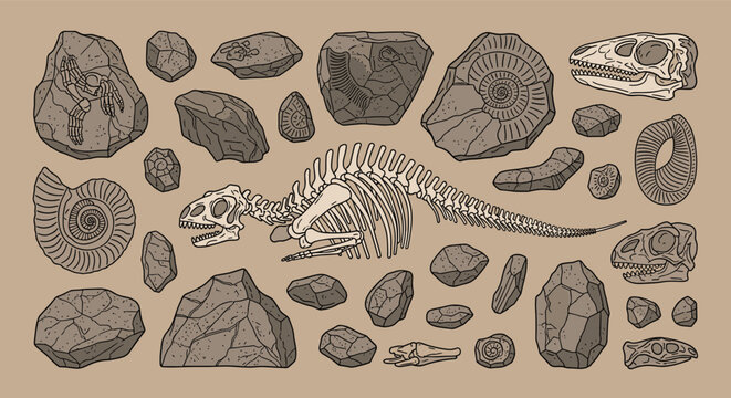 Comprehensive set of dinosaur skeletons fossils ammonites and prehistoric stone tools on a neutral brown background.