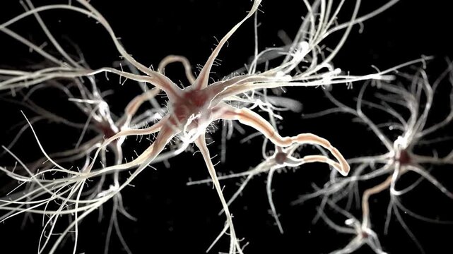 Neuron cell with dendrites and axons in the nervous system  neuroscience concept