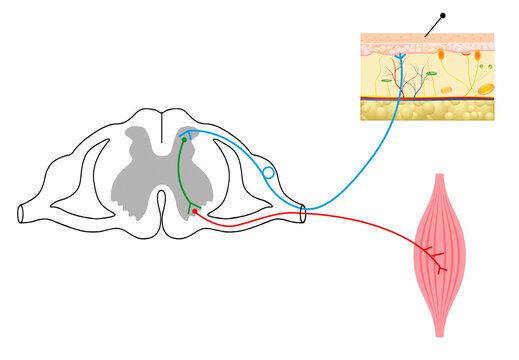 The Spinal Reflex Arc: Neural Pathway from Skin to Muscle.