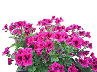 Obraz premium Summer azalea flowers. Regal pelargonium