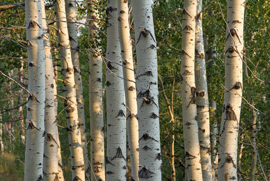 White aspen trunks stand illuminated by warm sunlight in a dense woodland grove. The close-up composition highlights texture, pattern, and natural beauty.