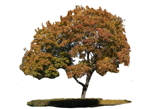 beautiful maple sycamore tree with colorful leaves on a sunny autumn day in the city, isolated object on transparent background, png