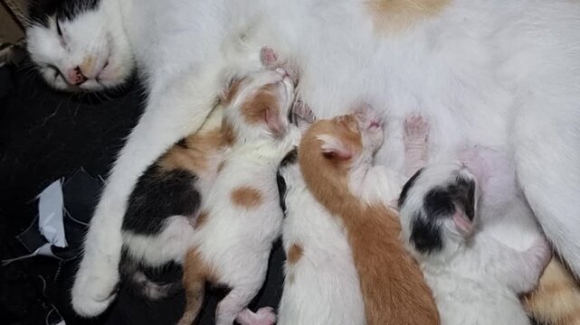 Newborn kittens feeding from mom.
