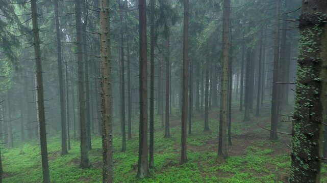 Low Altitude Drone Forward Flight Through Misty Spruce Forest With Green Undergrowth