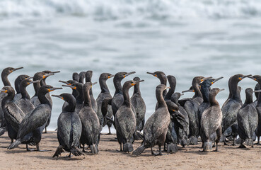 Fototapeta premium Cape cormorants on a beach south of Walvis Bay, Namib Desert, Namibia, Africa