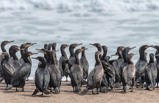Cape cormorants on a beach south of Walvis Bay, Namib Desert, Namibia, Africa