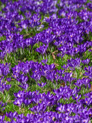 Obraz premium Field of purple crocus flowers blooming in green grass under natural light. Delicate petals create a fresh spring scene with soft focus and vibrant colors in a peaceful outdoor setting.