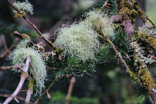 Bartflechten im Benmore Botanic Garden