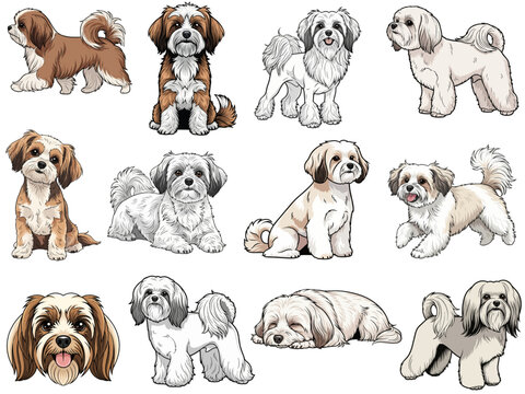 Lowchen dog 12 profile poses collection vector illustration