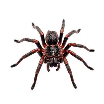 Elegant sydney funnel-web spider poses dramatically on a white background for a stock photo