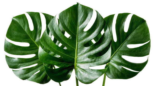 Isolated vibrant green Monstera deliciosa leaves with natural splits and holes, tropical foliage