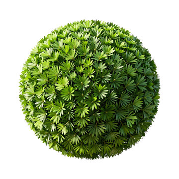 Green podocarpus bush in the shape of a ball on a white background