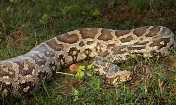 An indian python in the grass