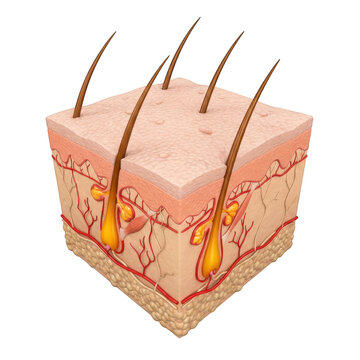 3d illustration of human skin anatomy with hair follicles, sebaceous glands, and blood vessels isolated on transparent background