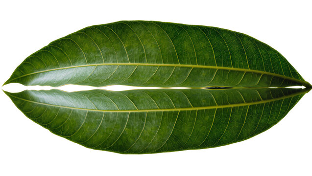 Isolated fresh green leaves with symmetrical reflection, vibrant botanical detail, nature elements