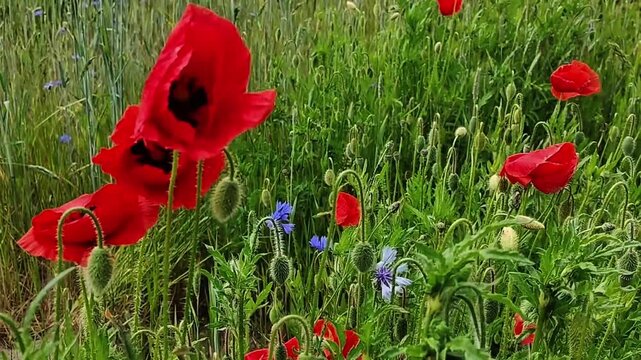 Vibrant red poppies bloom in a lush green field with delicate blue cornflowers
