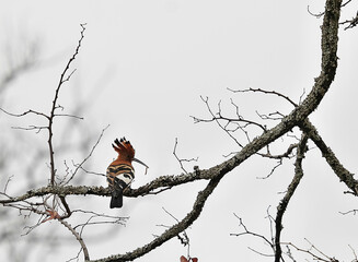Hoopoe perched on bare tree branch against soft sky background © Antony
