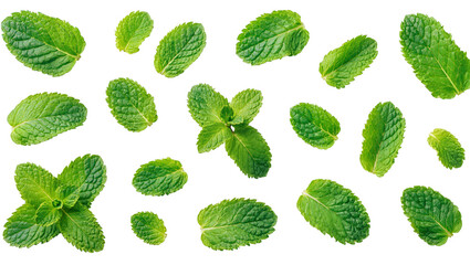 Isolated fresh mint leaves and sprigs flying for herbal tea and culinary use © Ioana