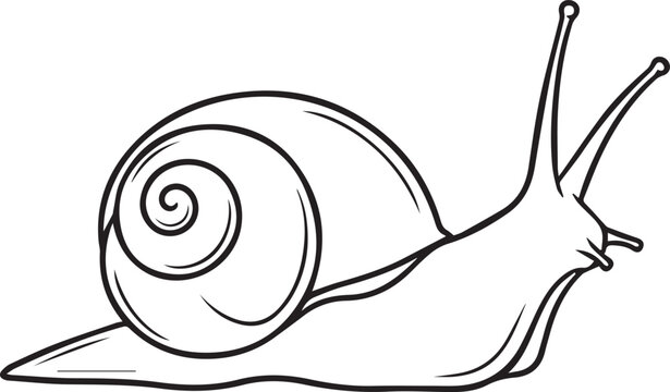 Garden snail with spiral shell line art illustration