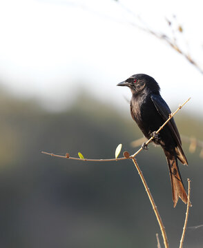 Fork-tailed drongo perched on branch with soft background and copy space