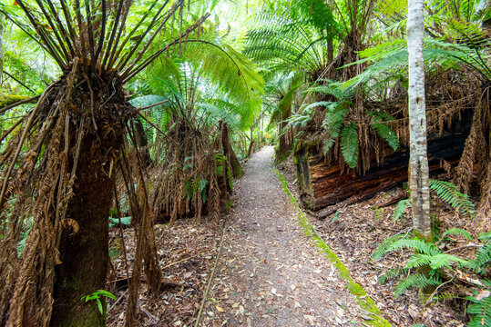 Leven Canyon Fern Trail in Tasmania - Australia