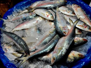 Obraz premium Hilsa fish looks yummy and attractive, The ilish (Tenualosa ilisha) (Bengali: ইলিশ, romanized: iliś), also known as the ilishi, hilsa, hilsa herring or hilsa shad