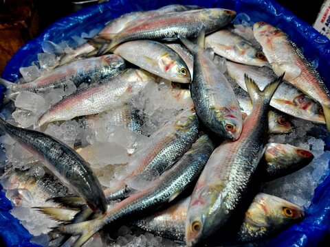 Hilsa fish looks yummy and attractive, The ilish (Tenualosa ilisha) (Bengali: ইলিশ, romanized: iliś), also known as the ilishi, hilsa, hilsa herring or hilsa shad