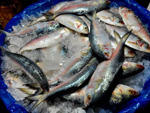 Hilsa fish looks yummy and attractive, The ilish (Tenualosa ilisha) (Bengali: ইলিশ, romanized: iliś), also known as the ilishi, hilsa, hilsa herring or hilsa shad