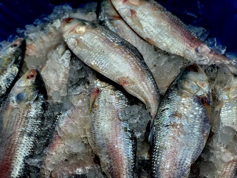 Hilsa fish looks yummy and attractive, The ilish (Tenualosa ilisha) (Bengali: ইলিশ, romanized: iliś), also known as the ilishi, hilsa, hilsa herring or hilsa shad