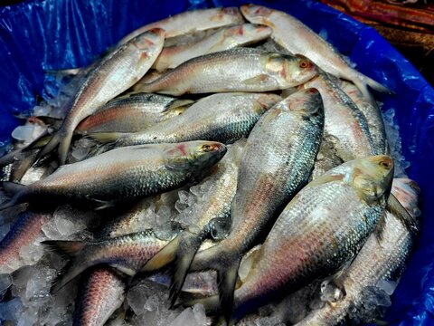 Hilsa fish looks yummy and attractive, The ilish (Tenualosa ilisha) (Bengali: ইলিশ, romanized: iliś), also known as the ilishi, hilsa, hilsa herring or hilsa shad
